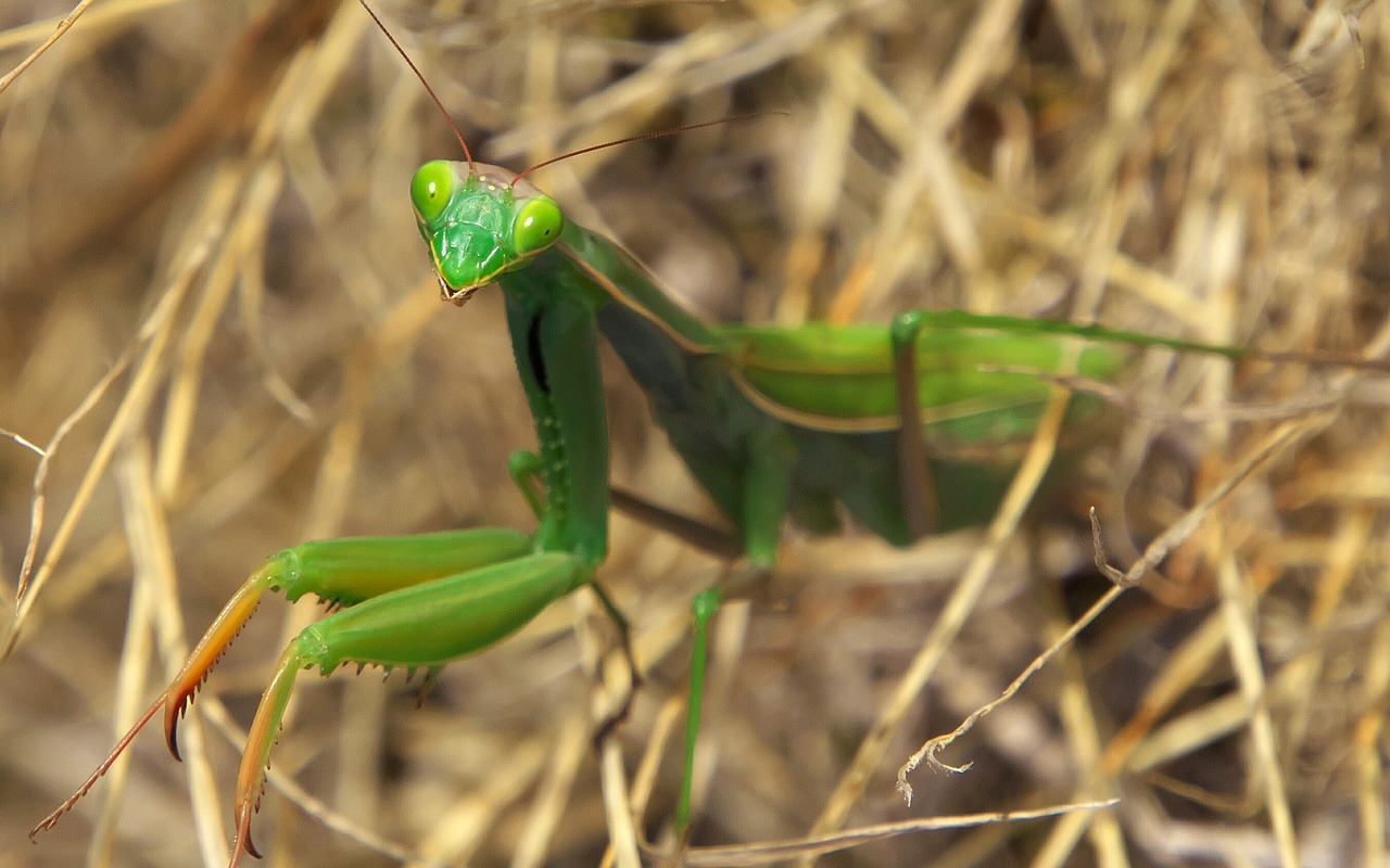 Image - nature insect mantis macro green