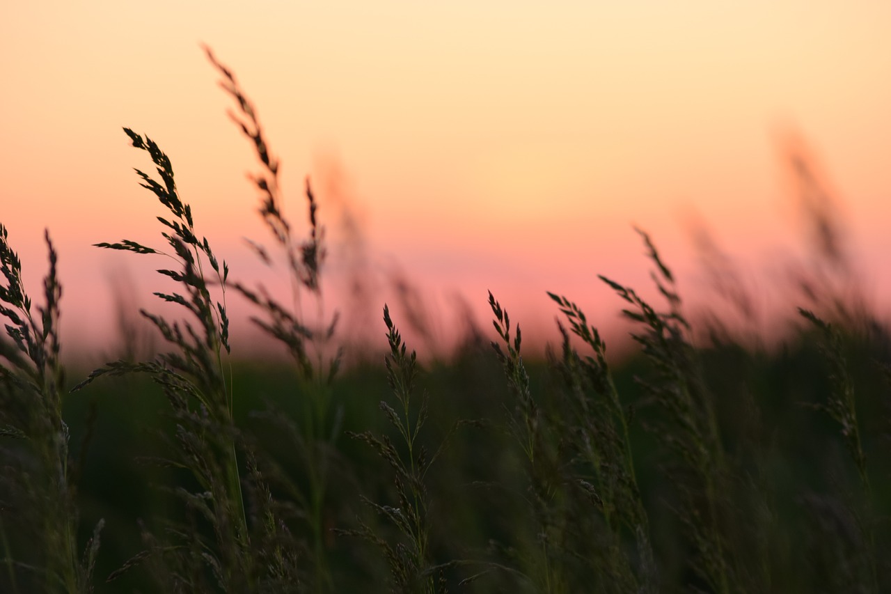 Image - corn sunset nature green