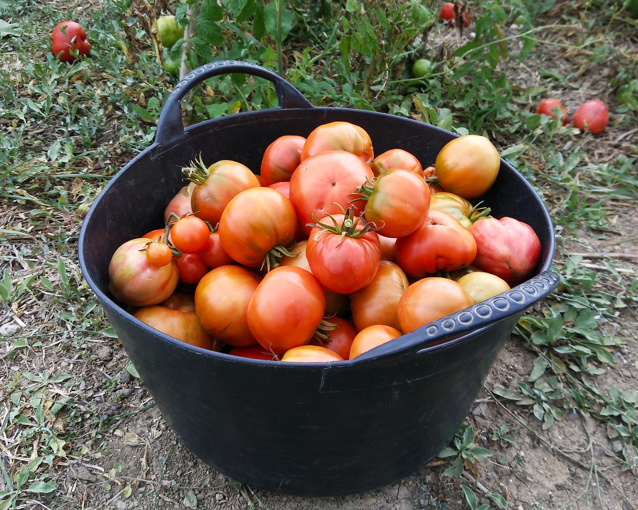 Image - tomatoes harvest orchard food