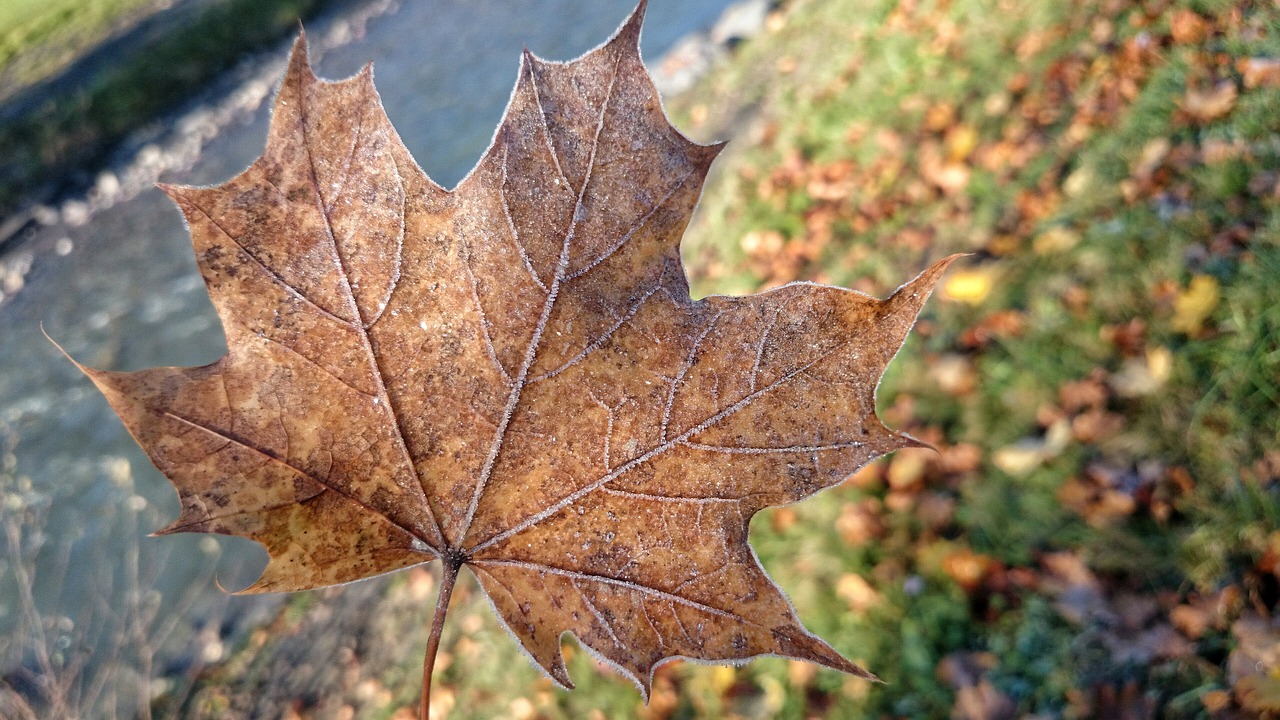 Image - late autumn maple leaf