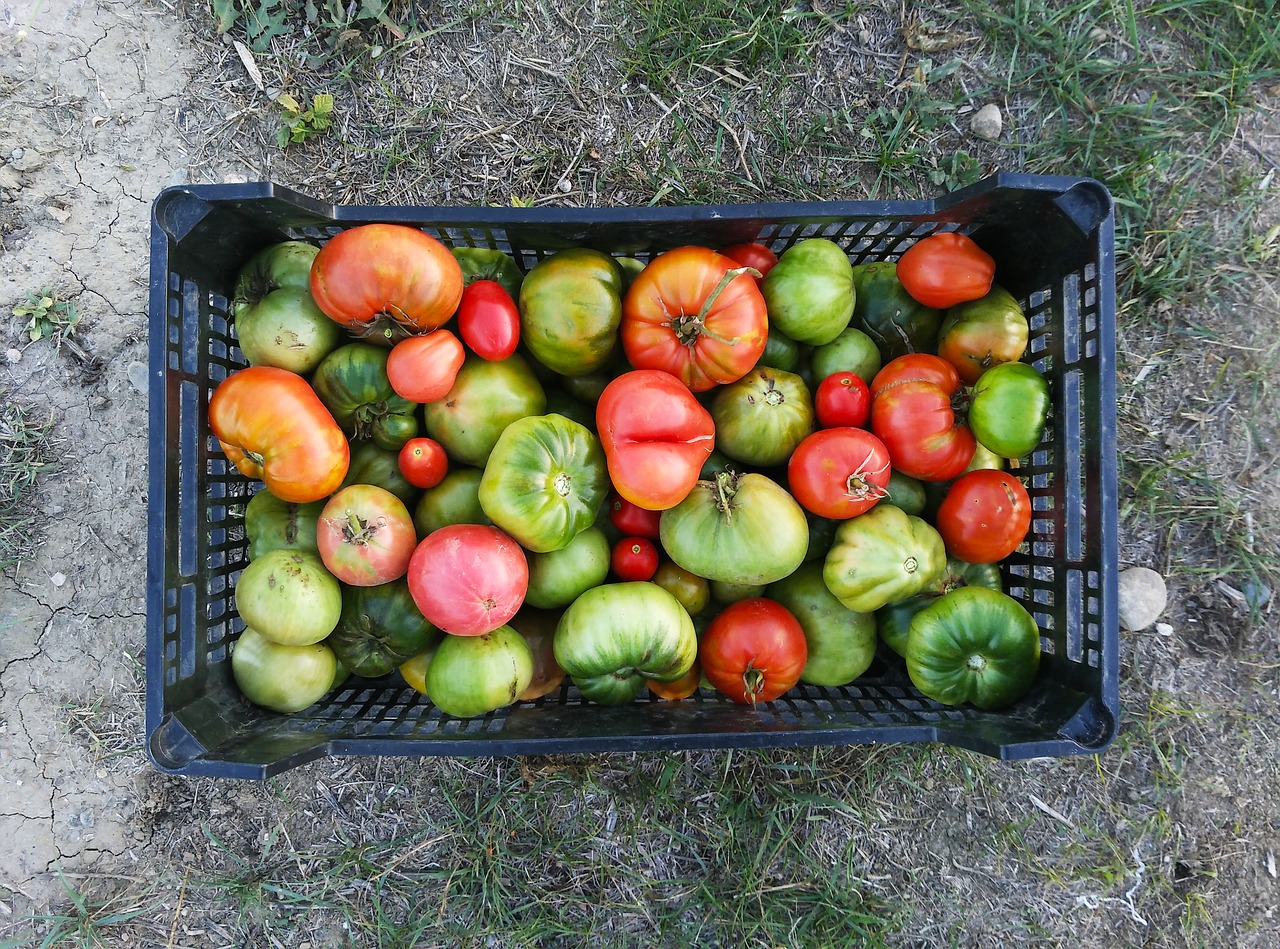 Image - tomatoes green tomatoes harvest