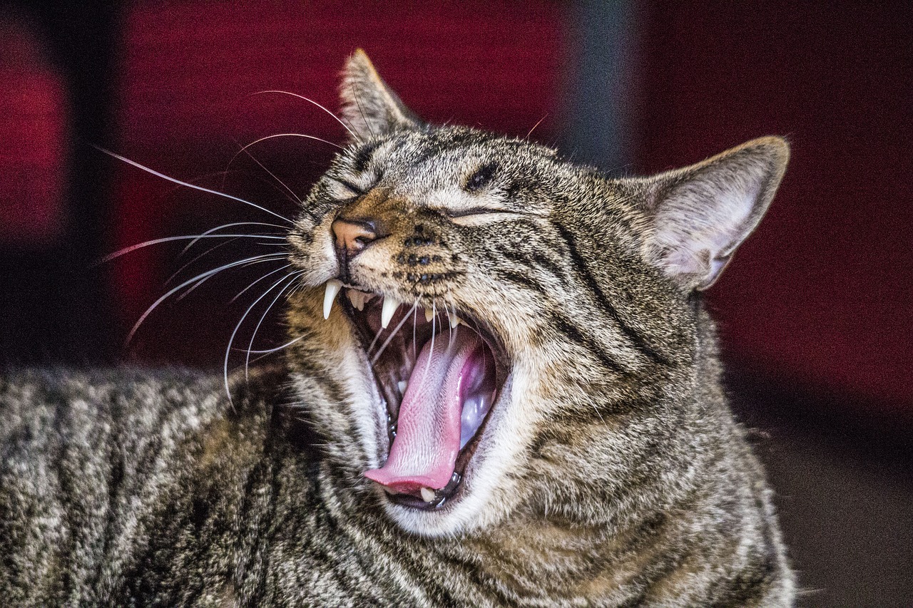 Image - cat yawn fangs yawning feline