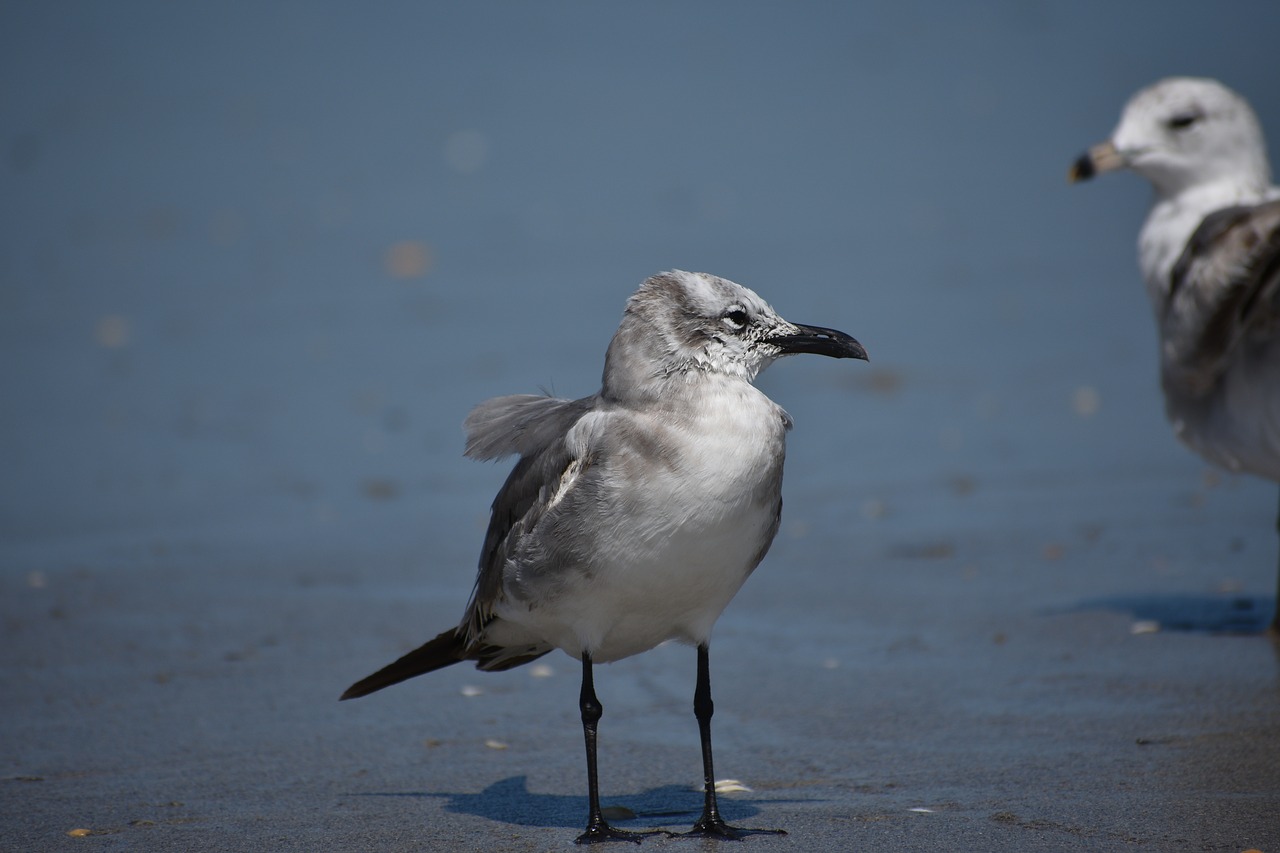 Image - birds seagull animal ocean seabird