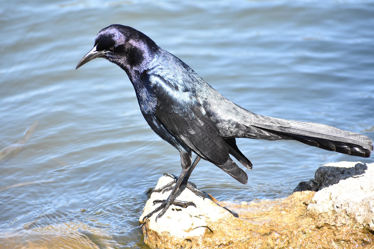 Image - birds water lake feather beak fly