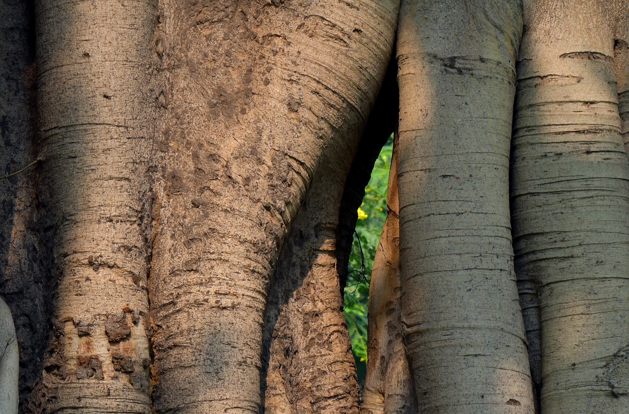 Image - banyan tree twin trunk tree trunk