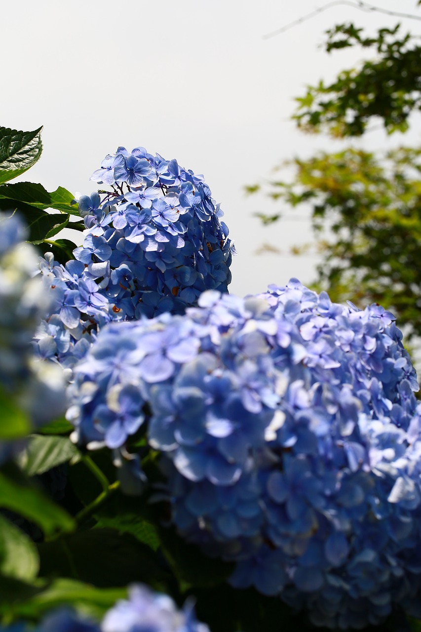 Image - hydrangea trees plant landscape