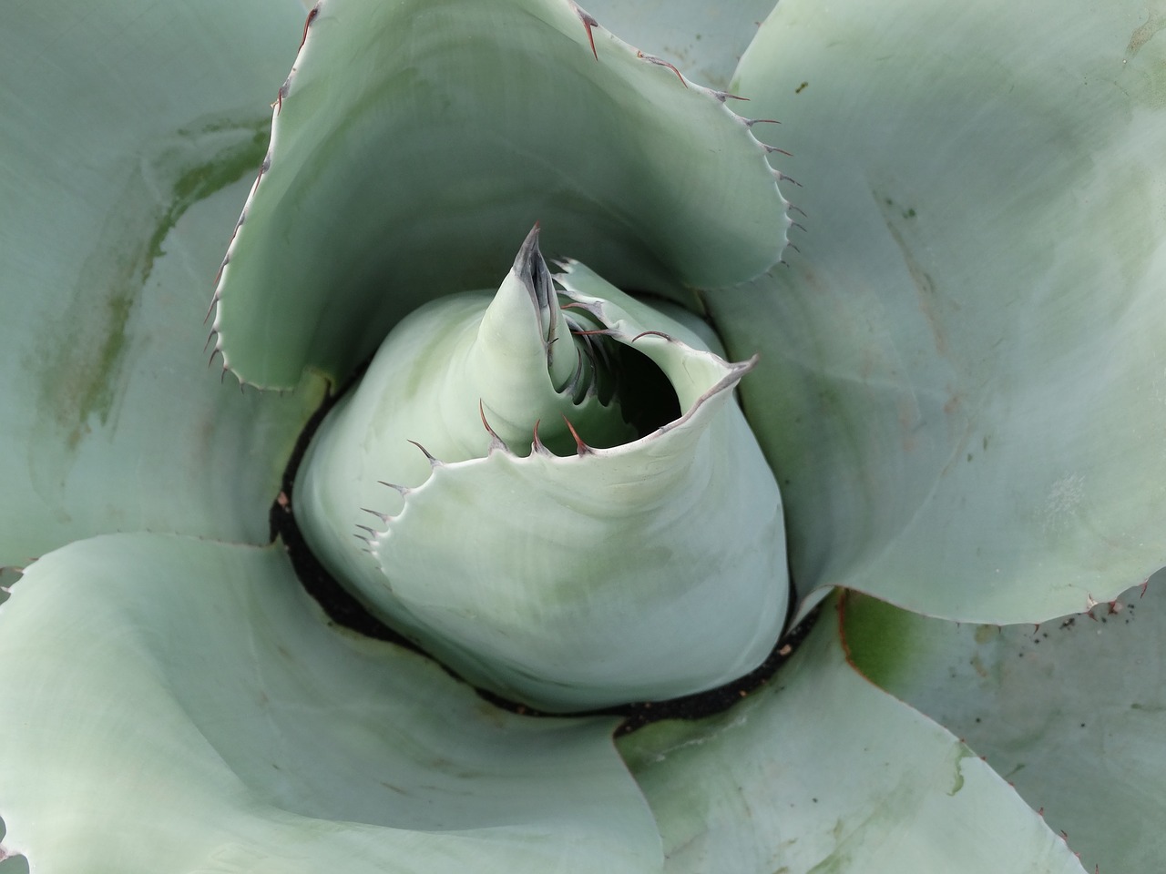 Image - succulent agave desert green