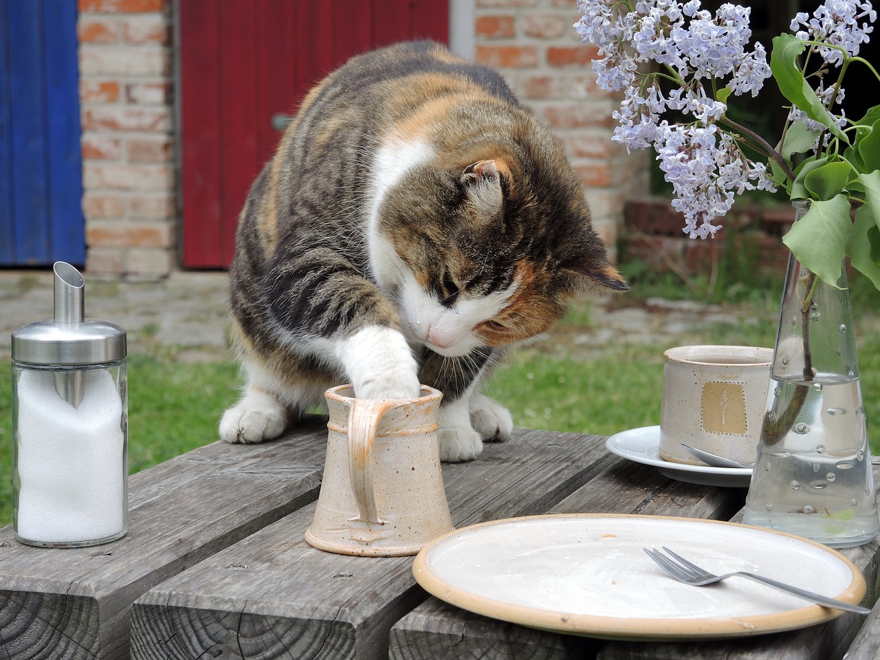 Image - cat sweet tooth milk thief