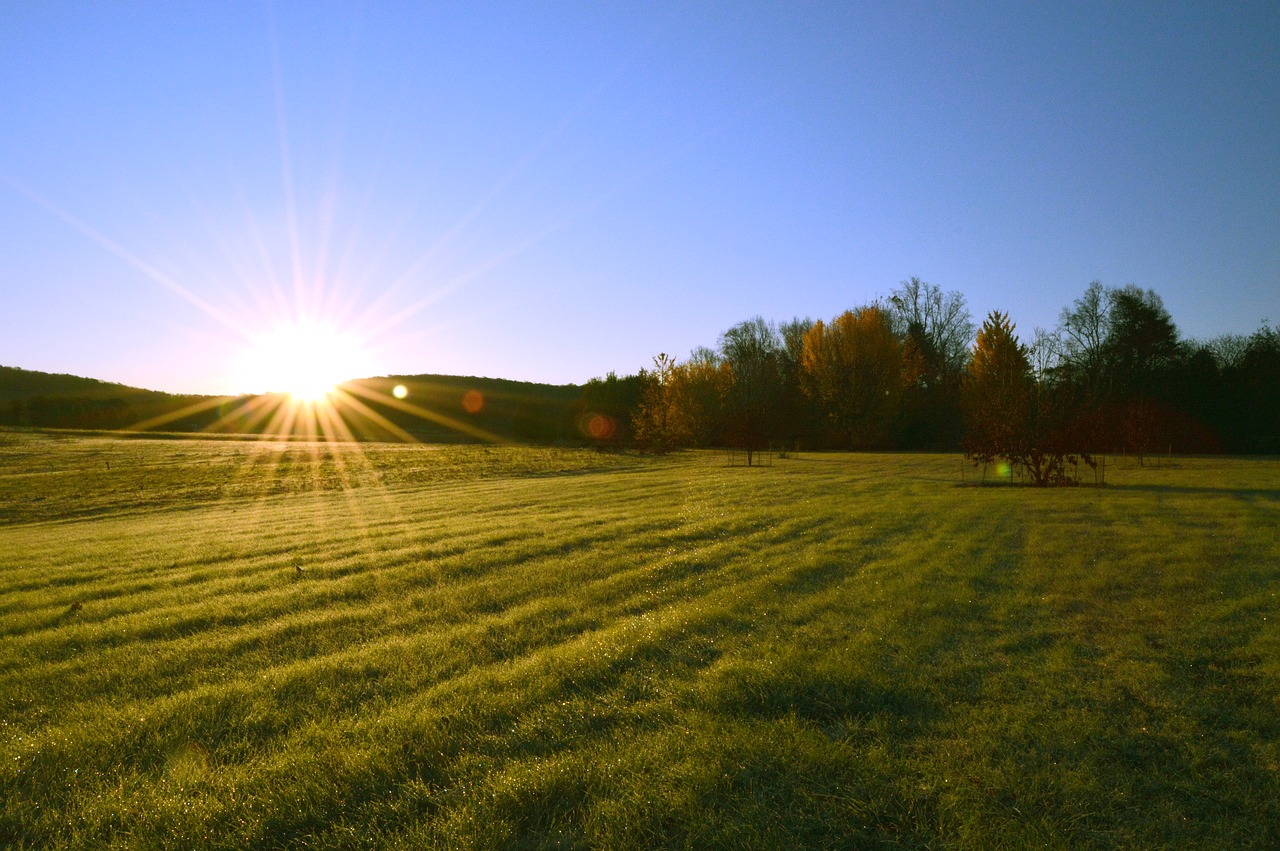 Image - sunrise field tree fall sun