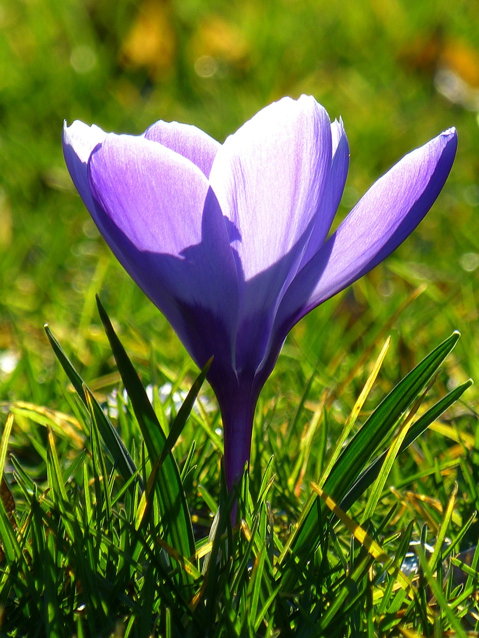 Image - crocus blossom bloom flower spring