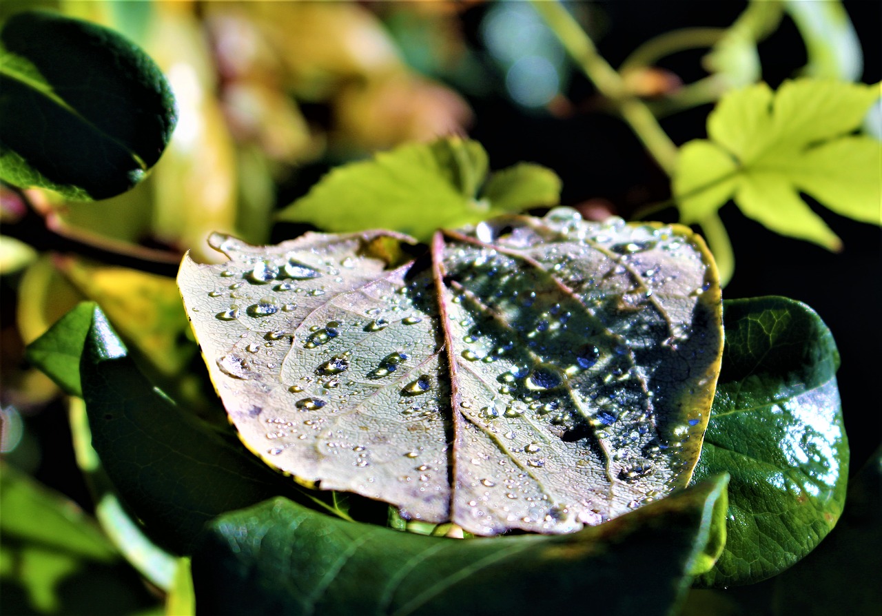 Image - leaf drops raindrops dew plant