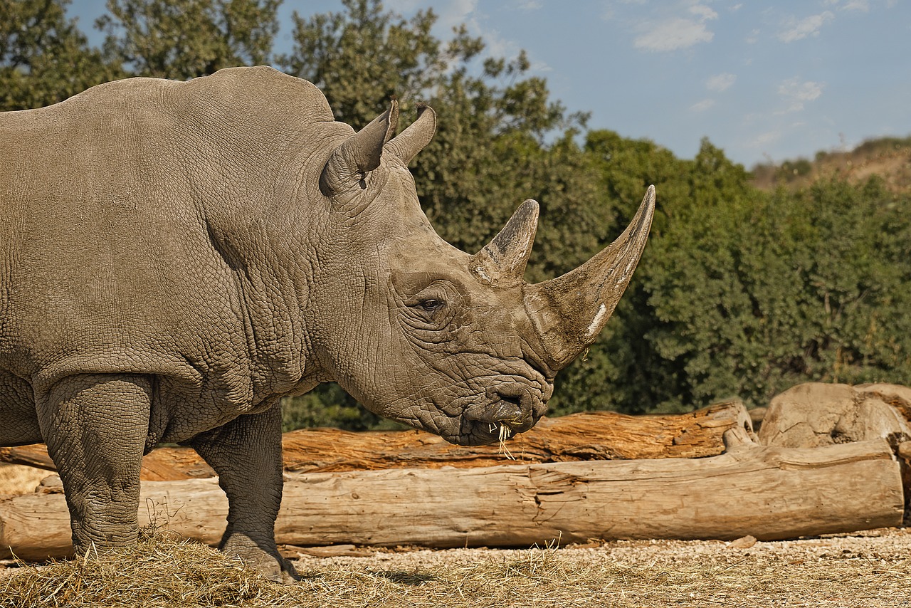 Image - rhinoceros mammal herbivore horn