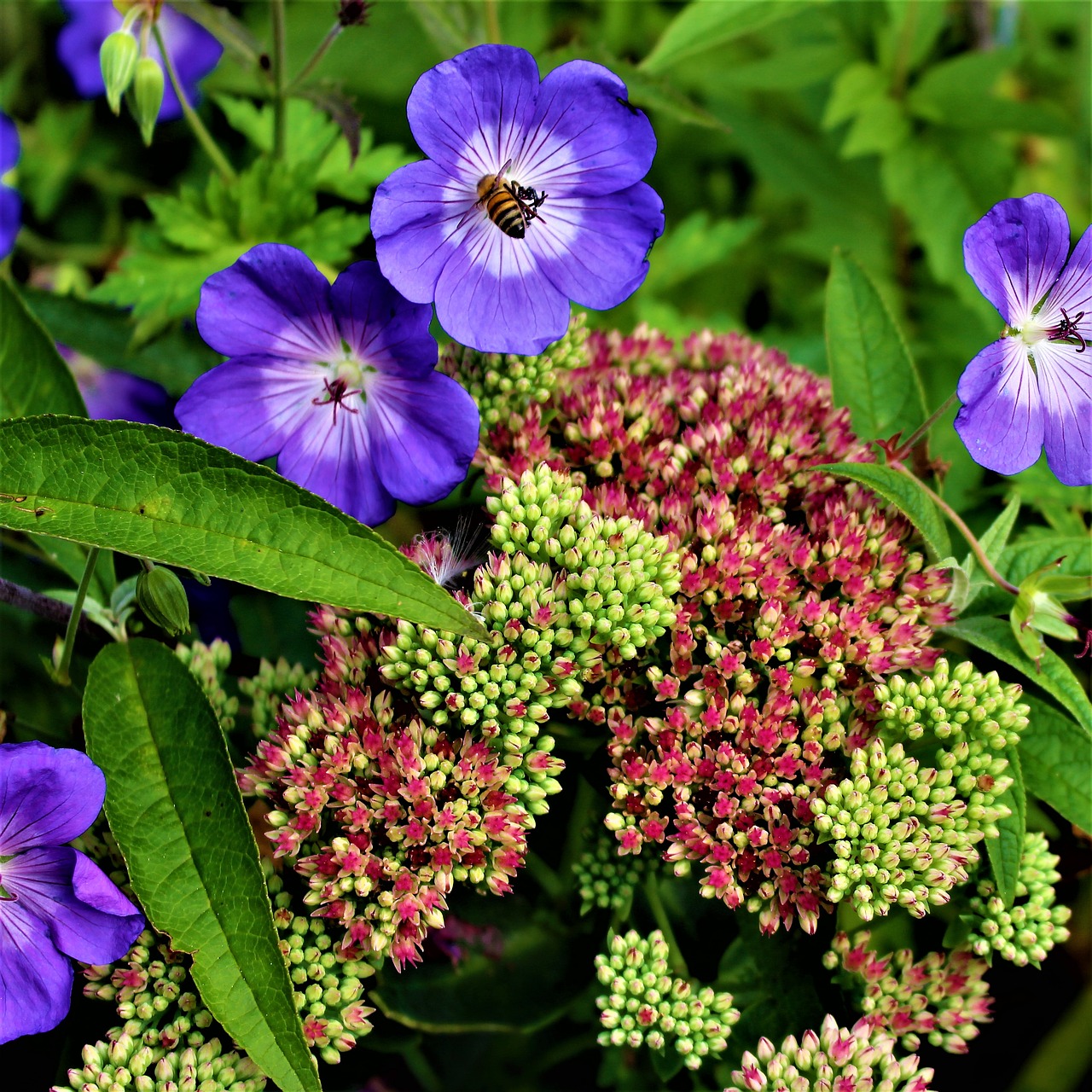 Image - flowers autumn garden hylotelephium