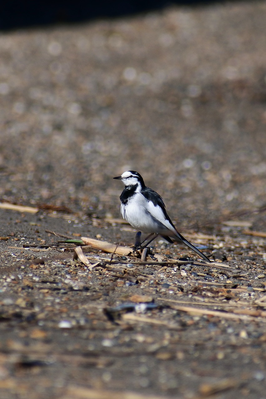 Image - animal river sea beach sandy bird