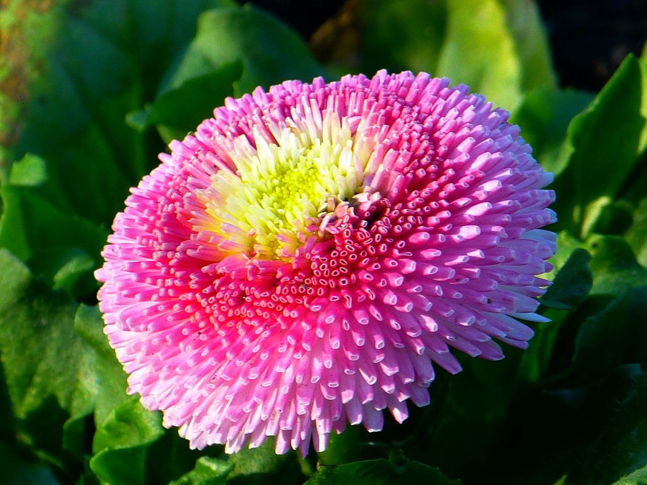 Image - bellis flower blossom bloom daisy