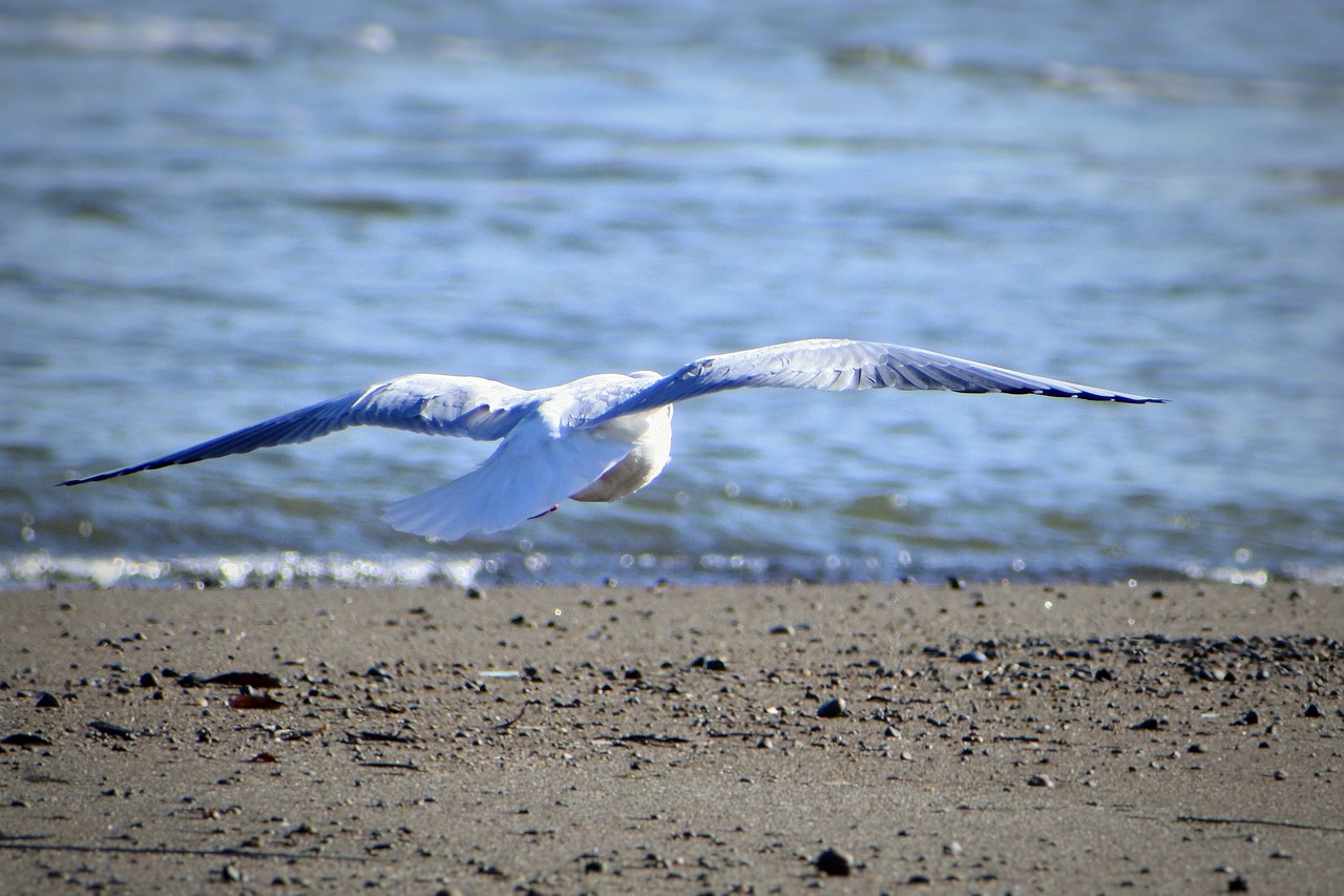 Image - animal river sea wave beach bird