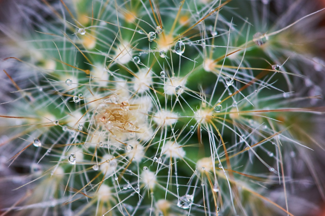 Image - cactus plant dea green macro