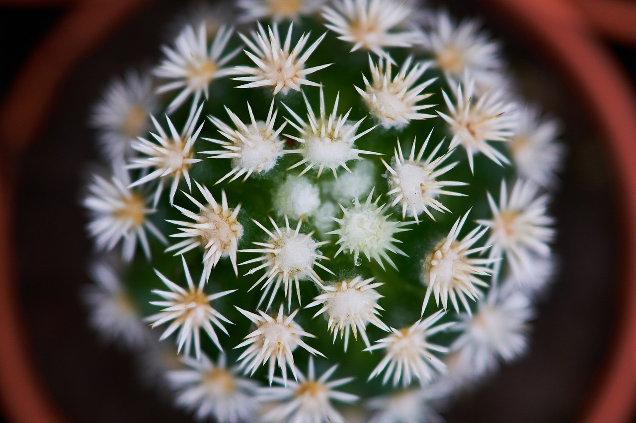 Image - cactus plant dea green macro