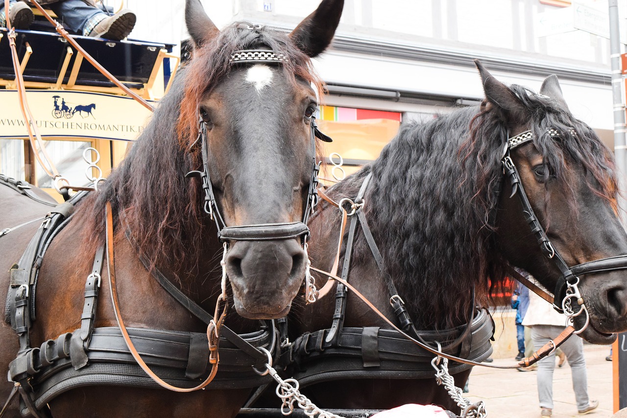 Image - horse double coach horses team