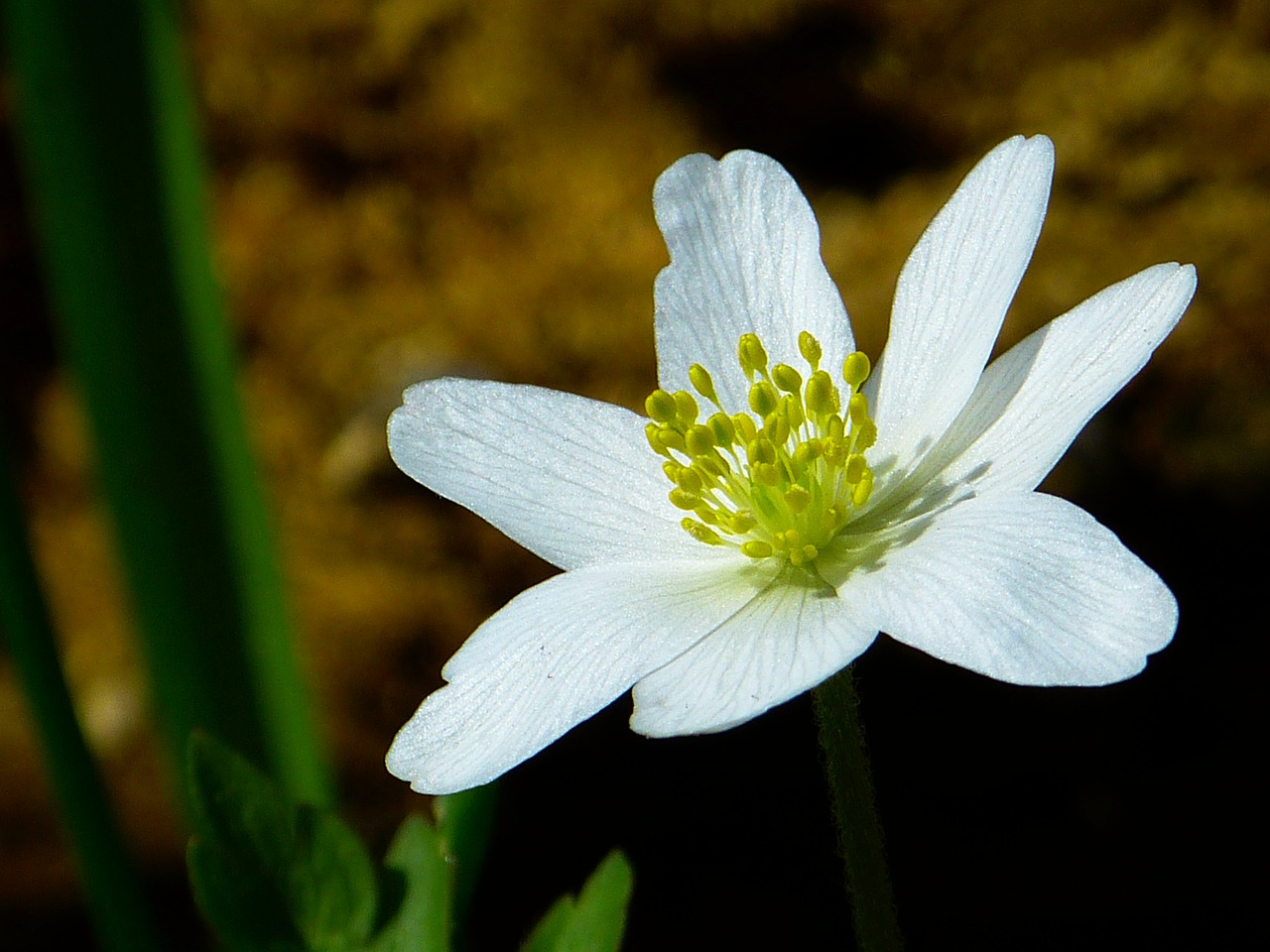 Image - wood anemone spring flower blossom