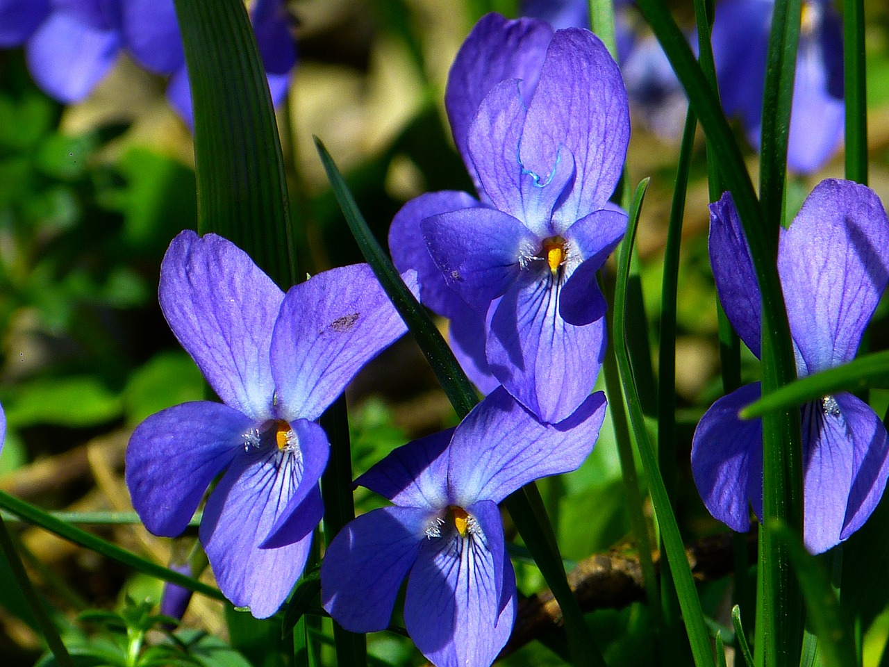 Image - violet viola purple plant flower