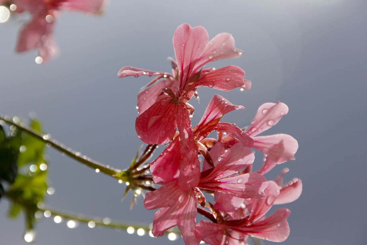 Image - geranium flower red flower plant