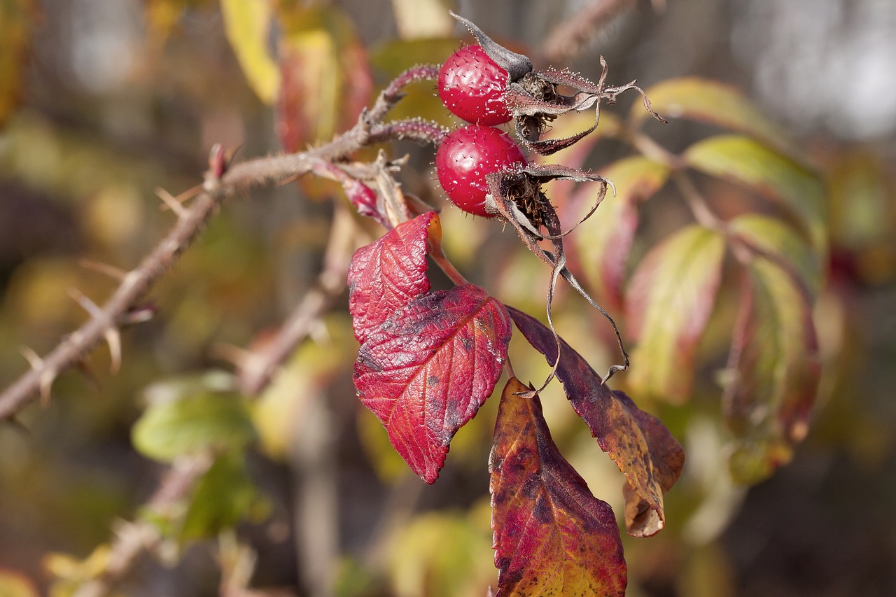 Image - rose hip autumn red nature bush