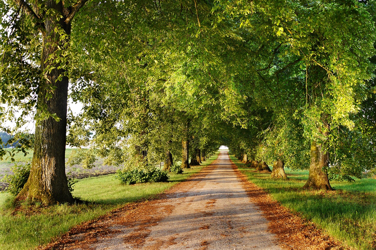 Image - avenue fall foliage nature away