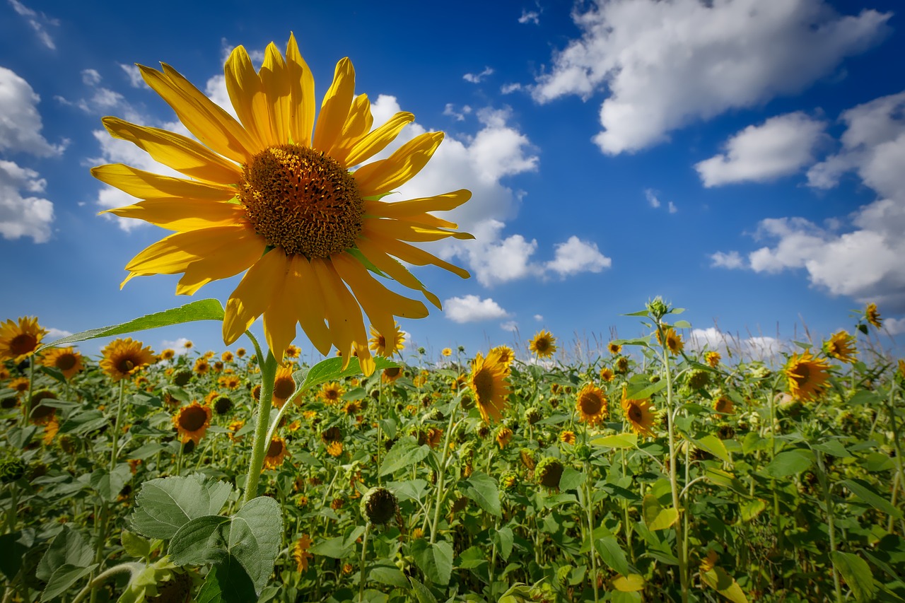 Image - sun flower wölken sky