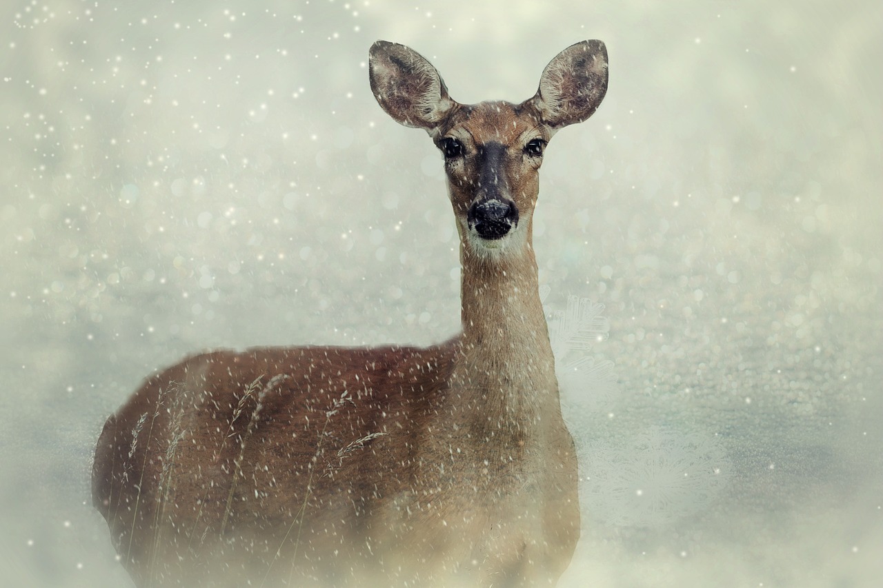 Image - roe deer animal wild animal wild