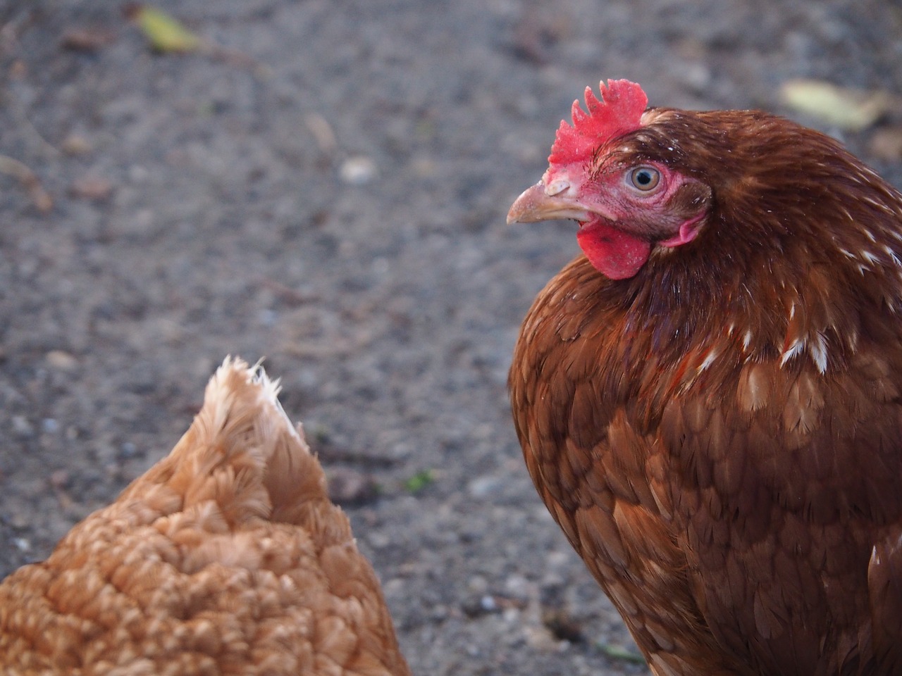 Image - hahn egg hen bill bird feather