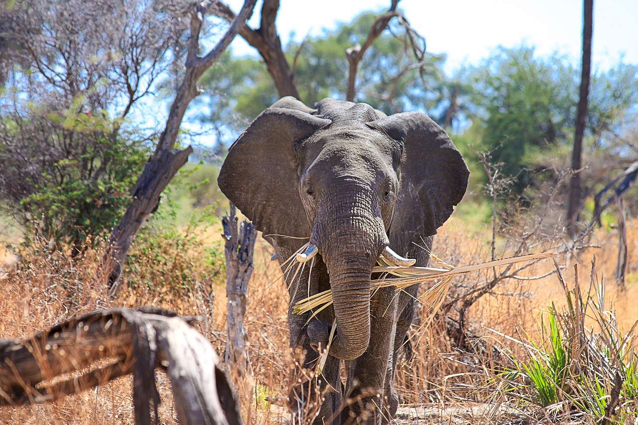 Image - elephant africa