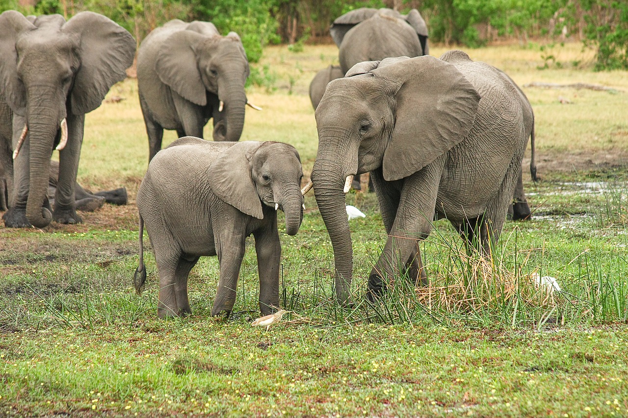 Image - elephant africa