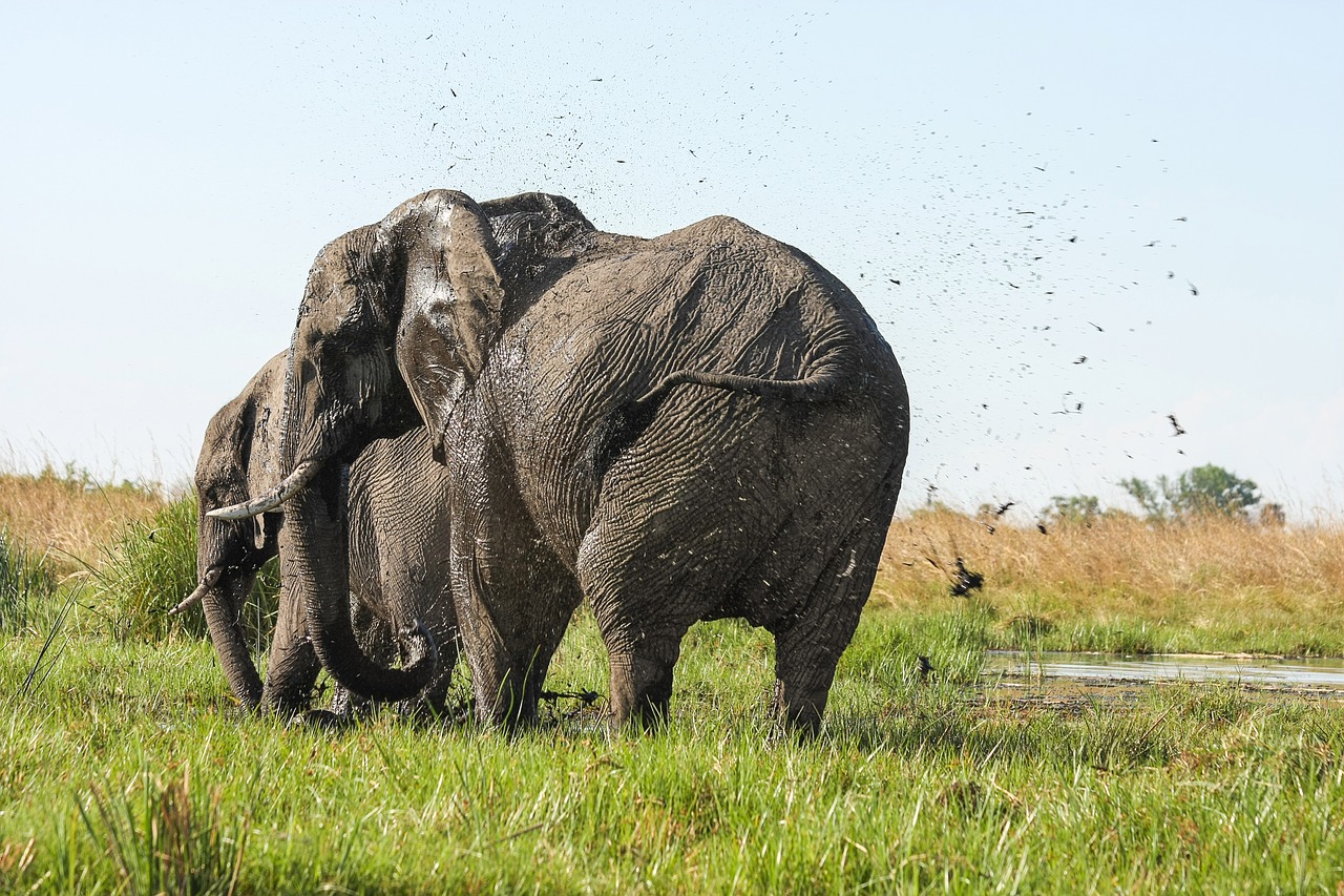 Image - elephant africa