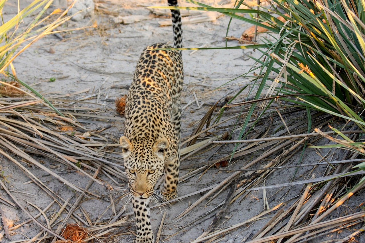 Image - leopard africa botswana wildcat