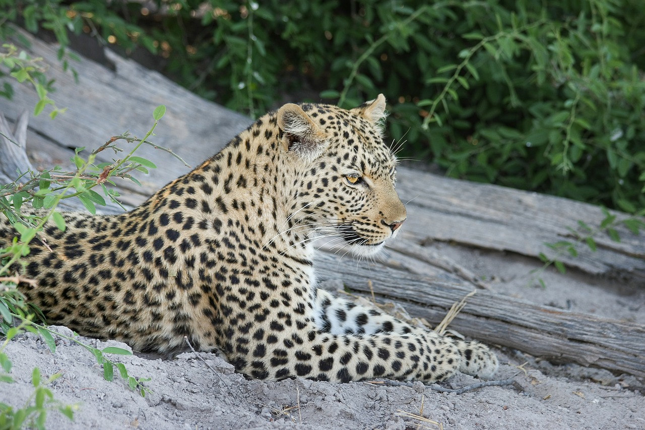 Image - leopard africa botswana wildcat
