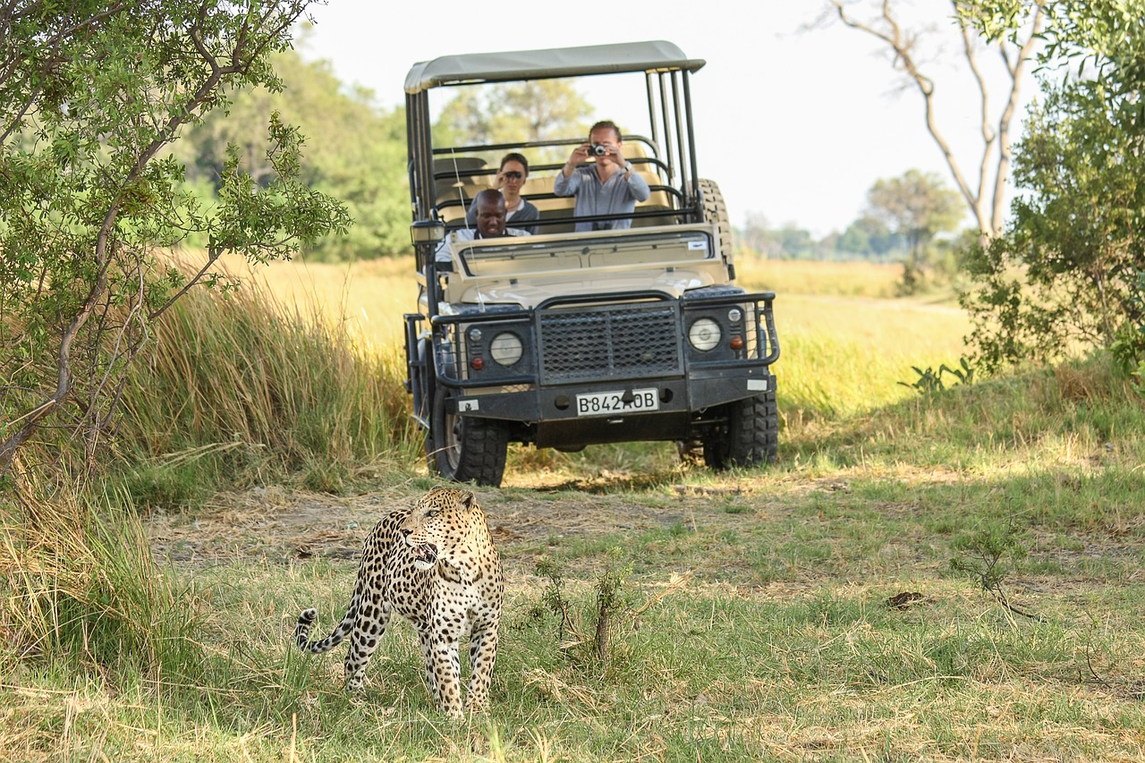 Image - leopard africa botswana wildcat