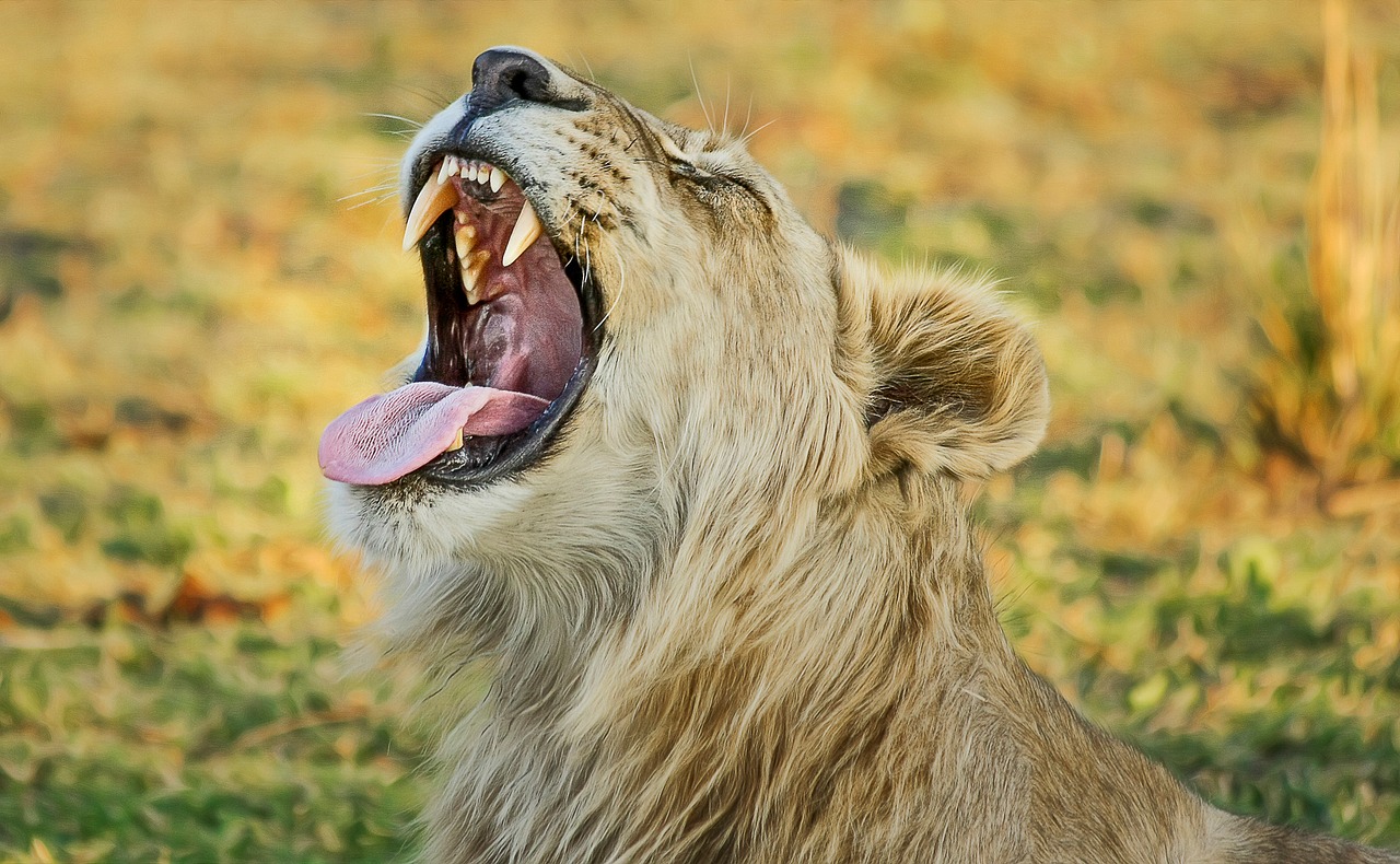 Image - lion safari africa predator