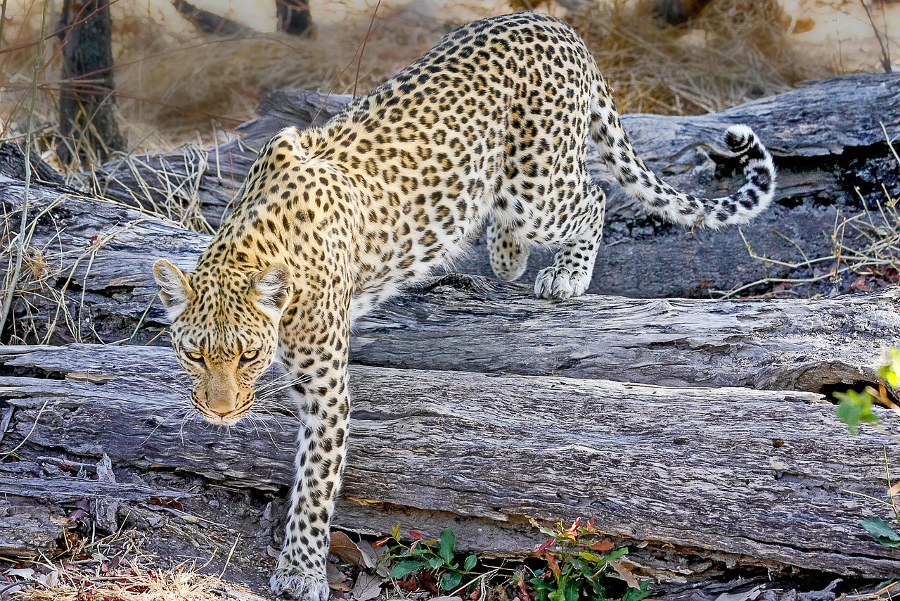 Image - leopard africa safari wildcat