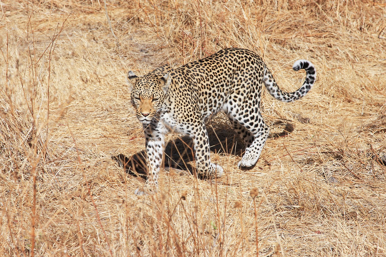 Image - leopard africa safari wildcat
