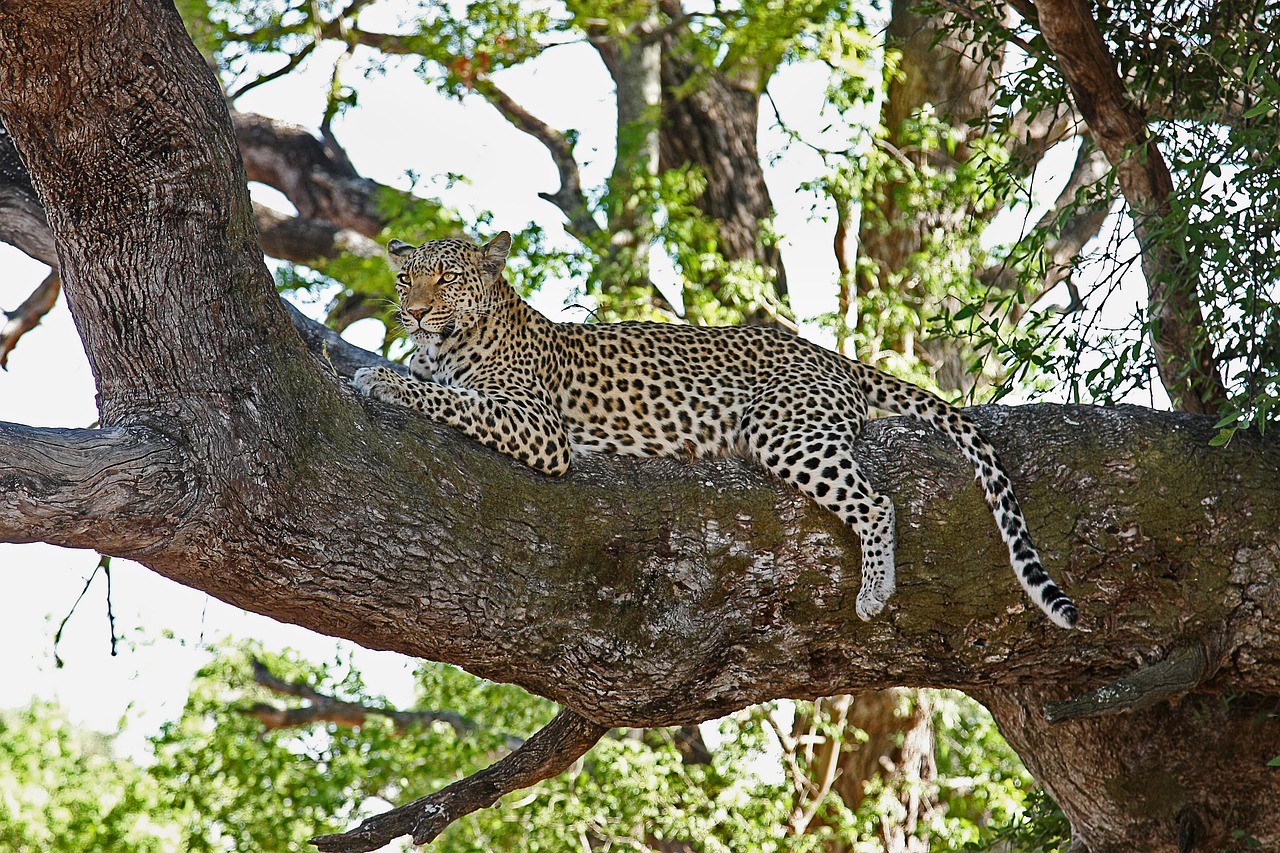 Image - leopard africa safari wildcat