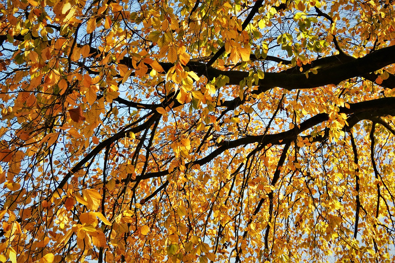 Image - leaves aesthetic tree crown autumn