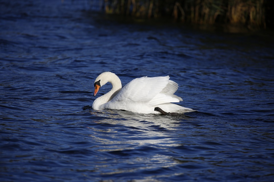 Image - swan animal water water bird