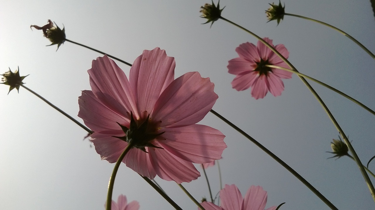 Image - pink flower focus flower