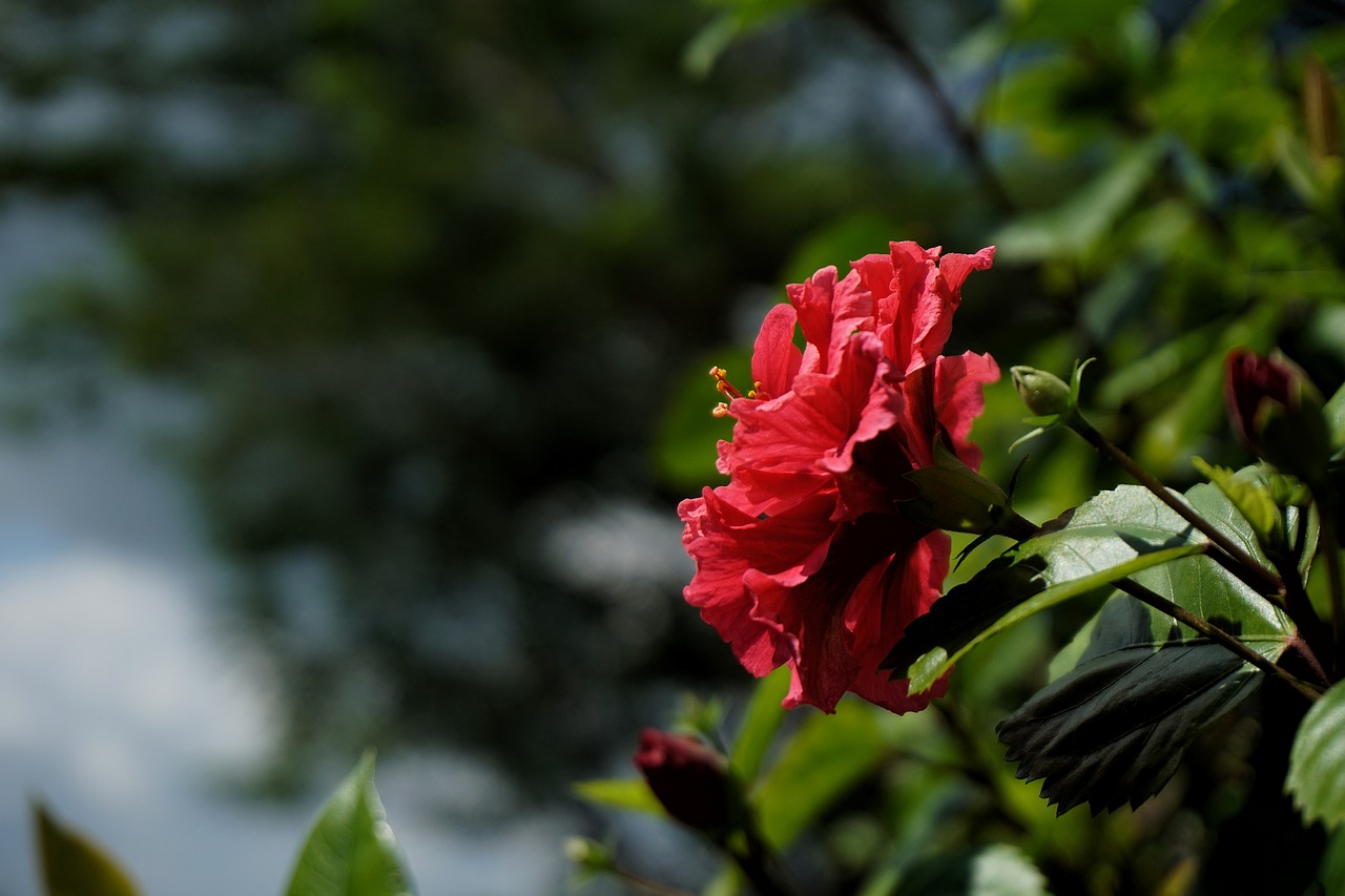 Image - flower hibiscus red macro