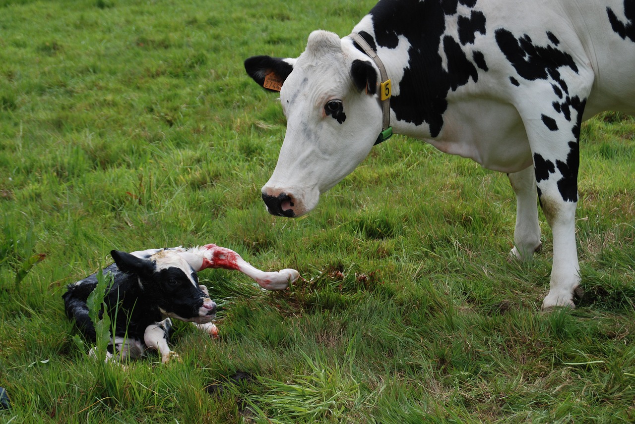 Image - nature birth veal cow