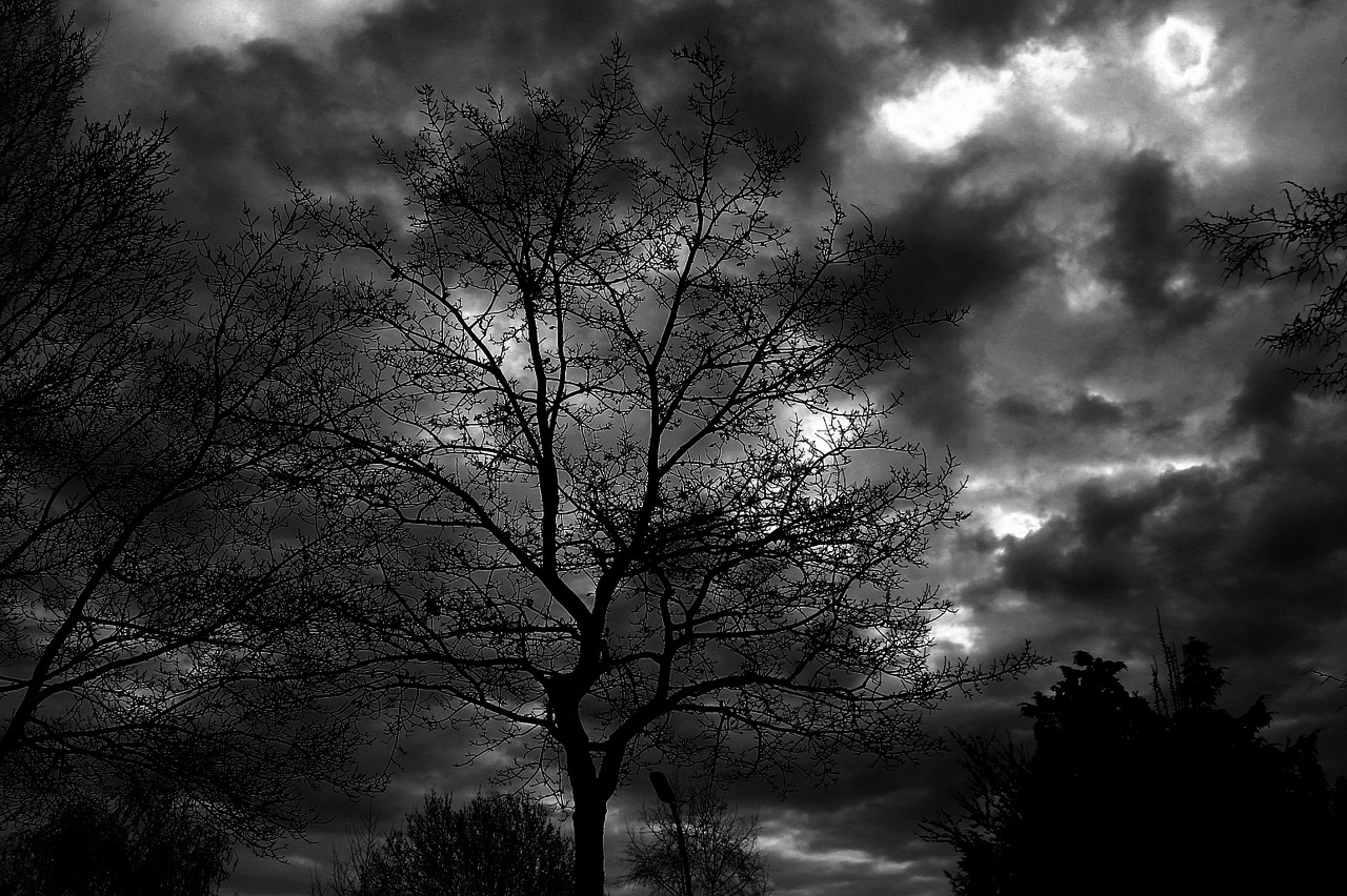 Image - tree sky black white