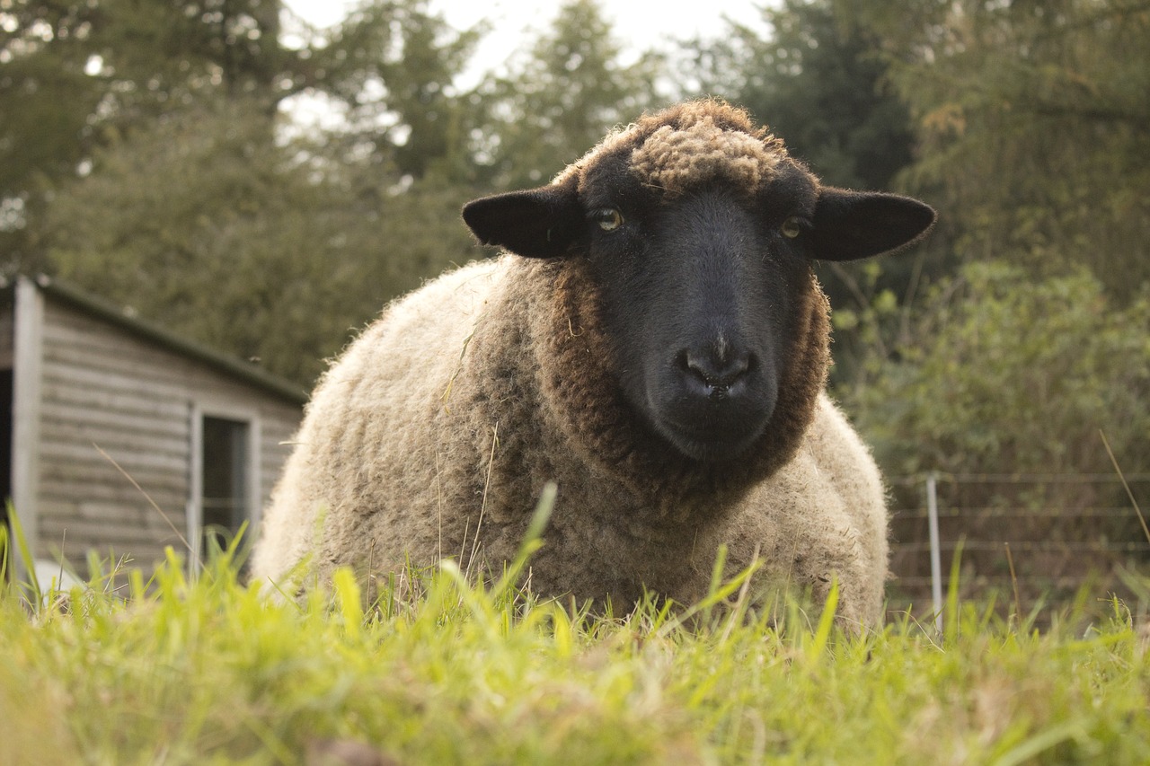 Image - sheep pasture break lying around