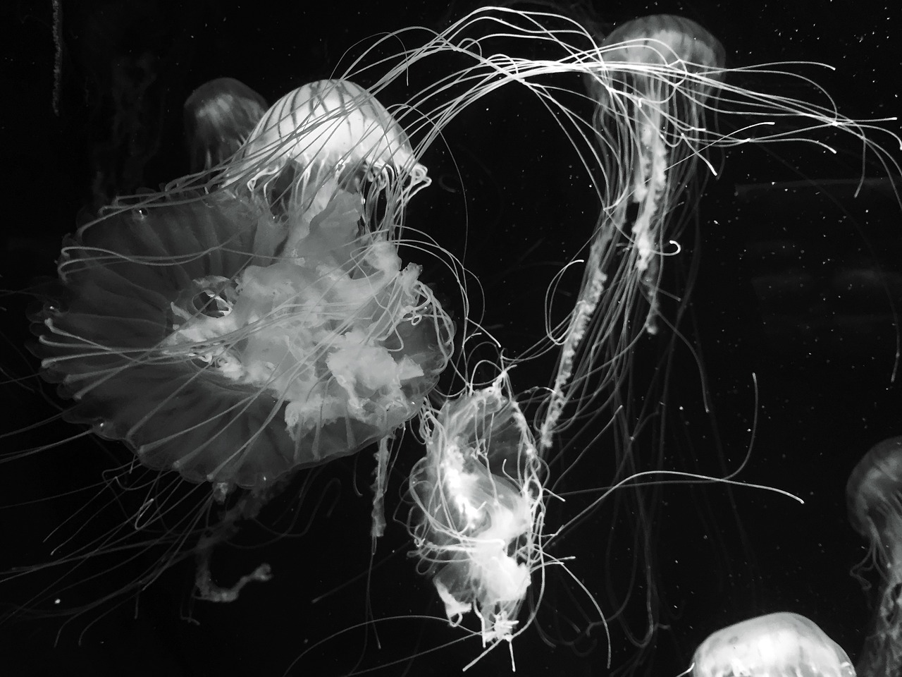 Image - jellyfish ocean underwater nature