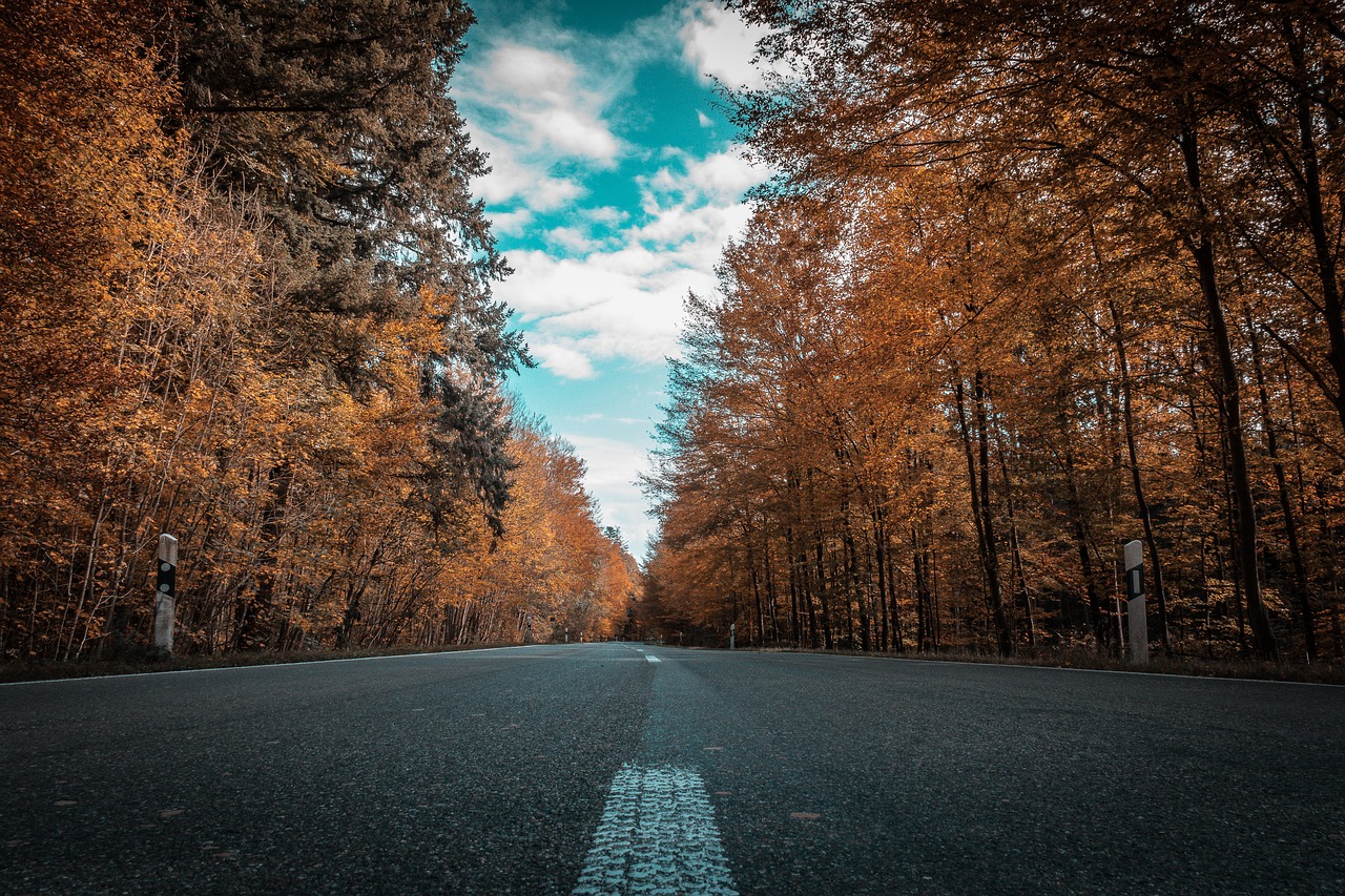 Image - road autumn trees forest